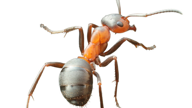 Døjer du med myreangreb: Hvad du behøver at vide 