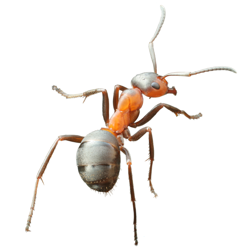 Døjer du med myreangreb: Hvad du behøver at vide 