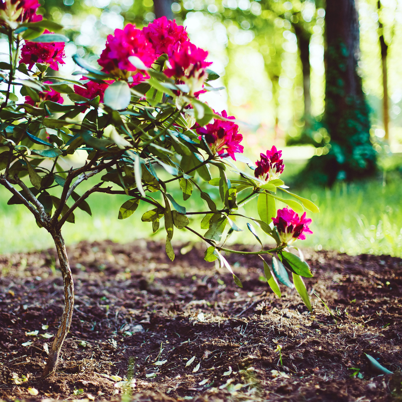 Dyrk sunde og livskraftige azaleaer, rhododendron og hortensiaer med organisk gødning